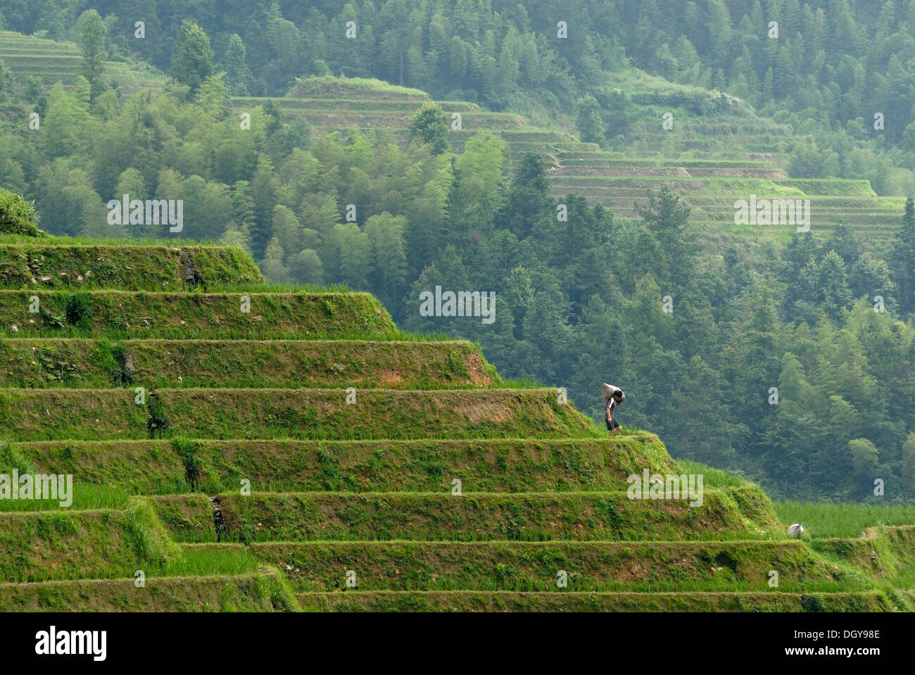 Weltberühmten Reisterrassen von Longji "Rückgrat des Drachen" oder "Wirbel des Drachen" für Reisanbau, Dazhai, Ping'an Stockfoto