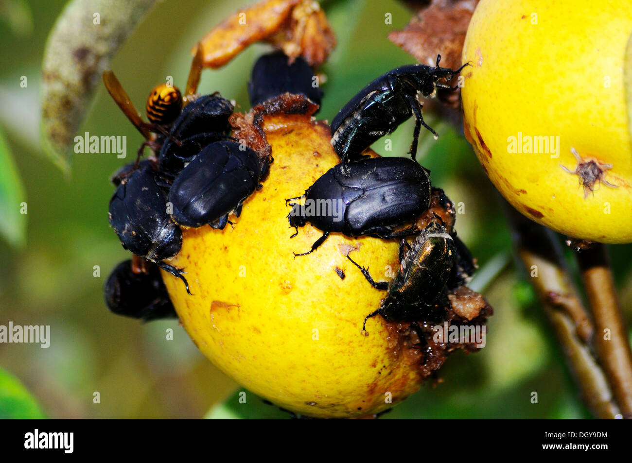 Spreusieb Käfer (Cetonia Aurata) stieg über reife Birnen, Costa Del Sol, Provinz Malaga, Andalusien, Spanien, Westeuropa. Stockfoto