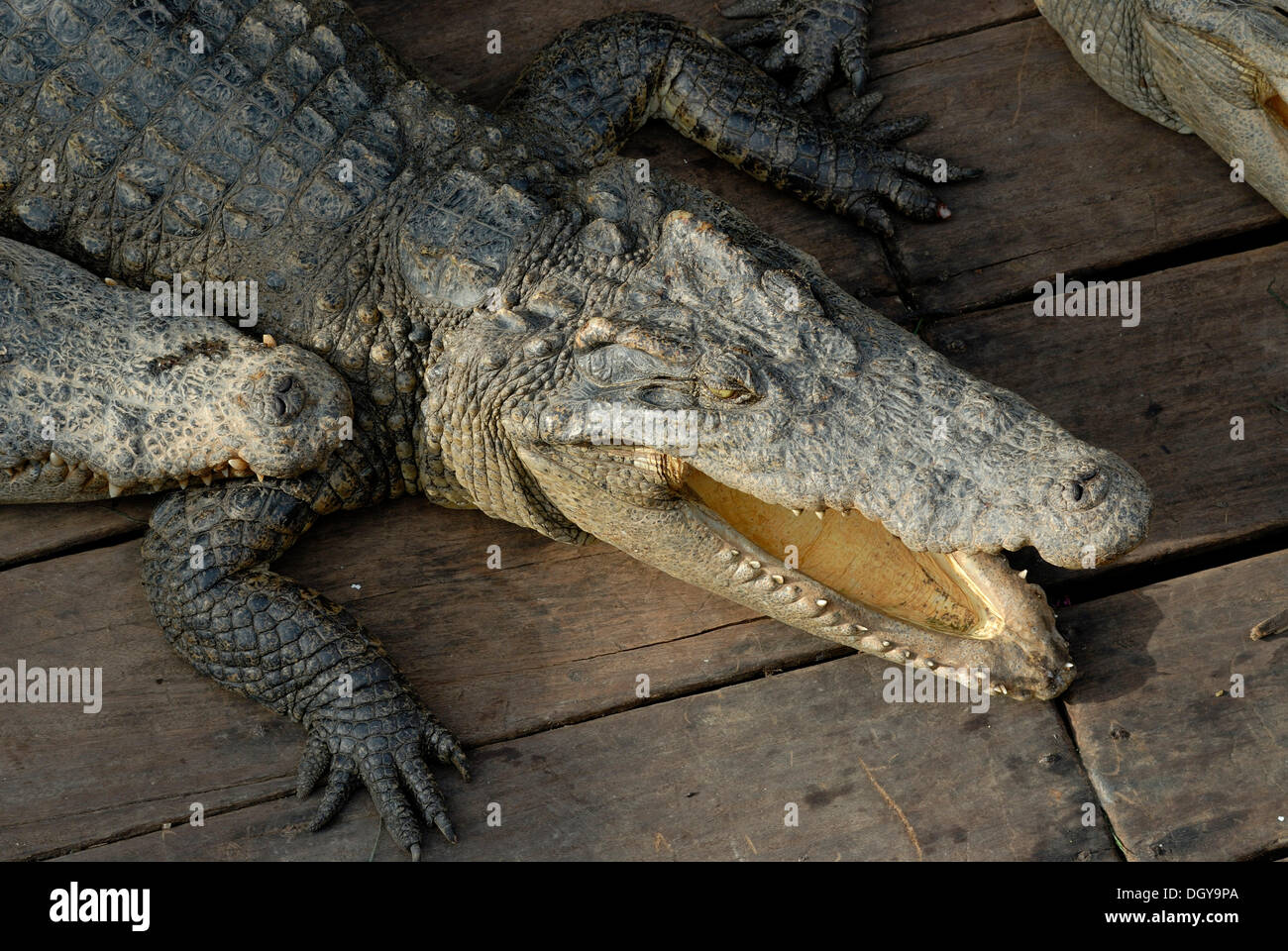 Krokodil (Crocodilia) in eine Krokodil-Farm auf dem Tonle Sap See, Siem Reap, Kambodscha, Südostasien, Asien Stockfoto