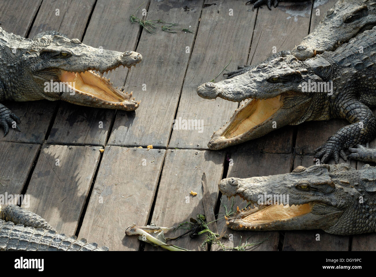 Krokodile (Crocodilia) in eine Krokodil-Farm auf dem Tonle Sap See, Siem Reap, Kambodscha, Südostasien, Asien Stockfoto