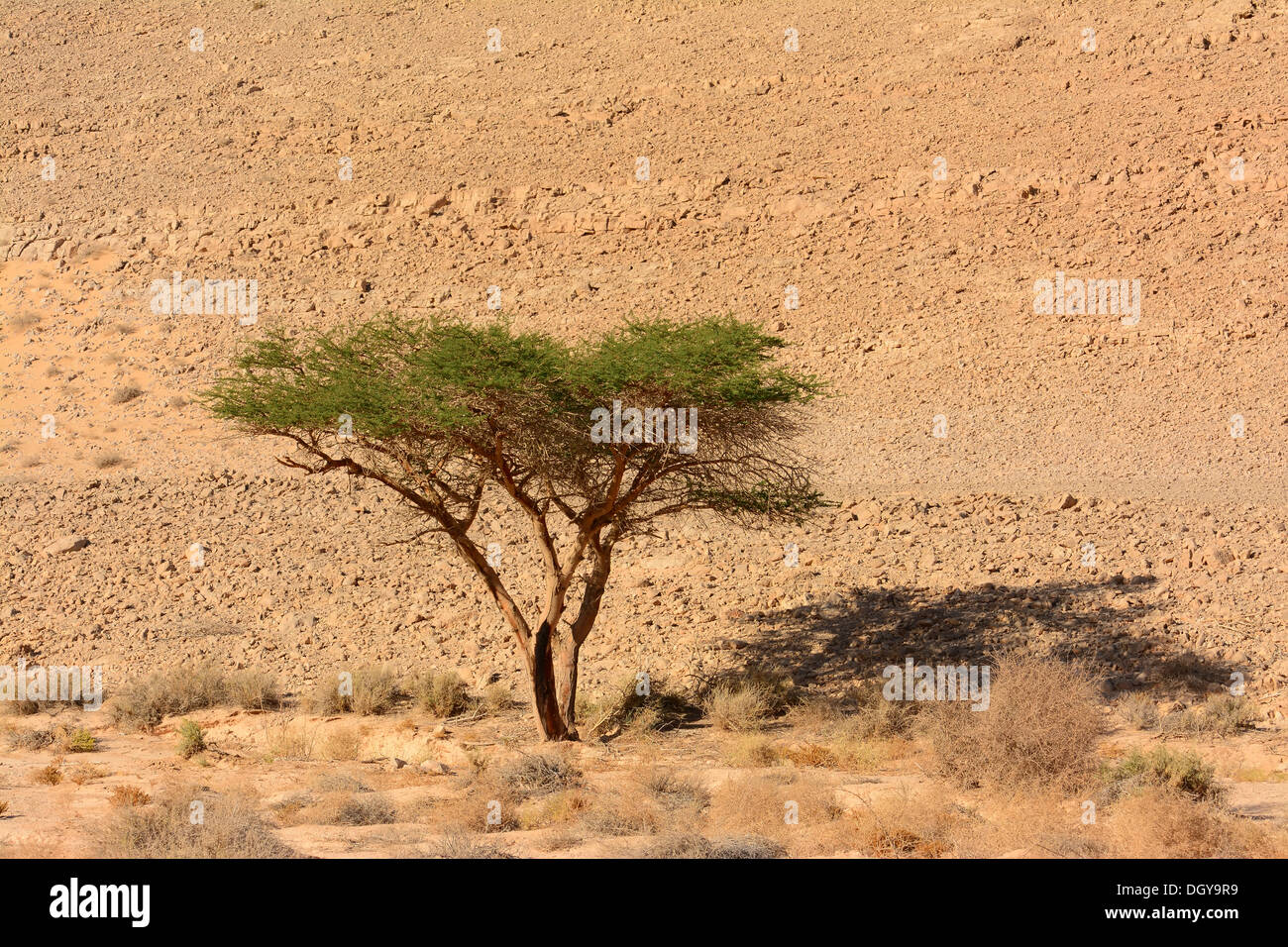 Acacia Tree in der Wüste, Stockfoto