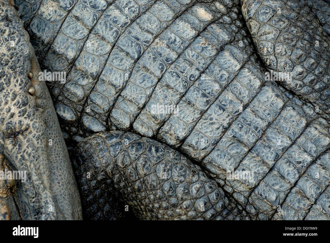 Krokodil (Crocodilia) aus einer Krokodilfarm auf dem Tonle Sap See, Siem Reap, Kambodscha, Südostasien, Asien Stockfoto