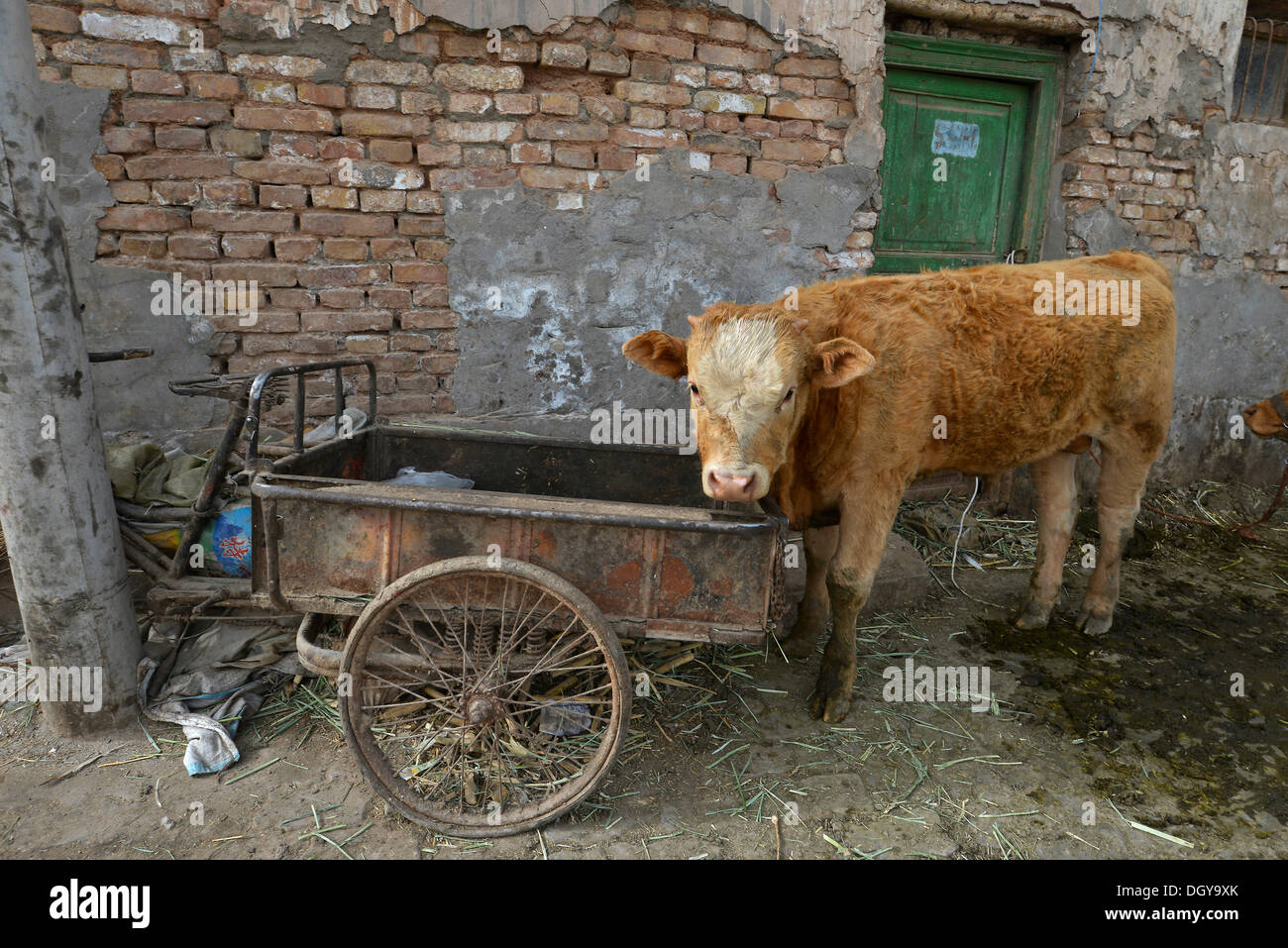 Kuh in der alten Stadt Kashgar, Silk Road, Xinjiang, China, Asien Stockfoto