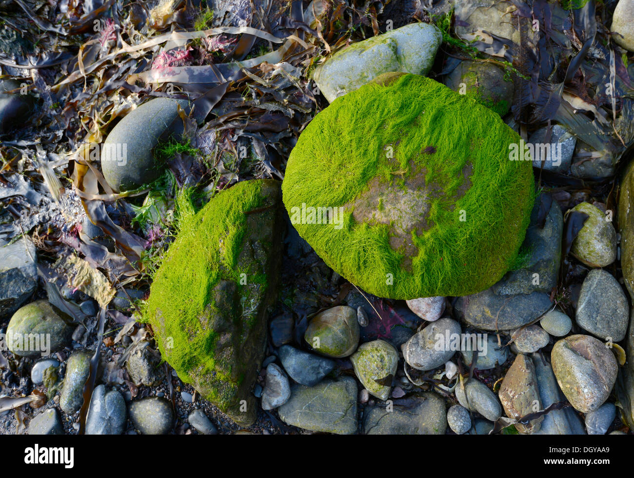 Algen und große Felsen an der Küste angeln Dorf von Crovie, Banffshire, Schottland, Vereinigtes Königreich, Europa Stockfoto