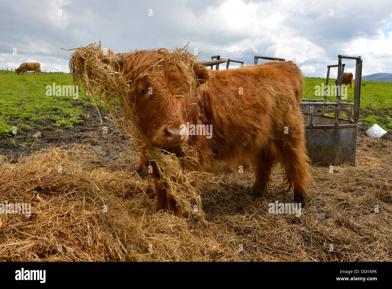 Junge Scottish Highland Kuh oder Kyloe, Schottland, Vereinigtes Königreich, Europa Stockfoto