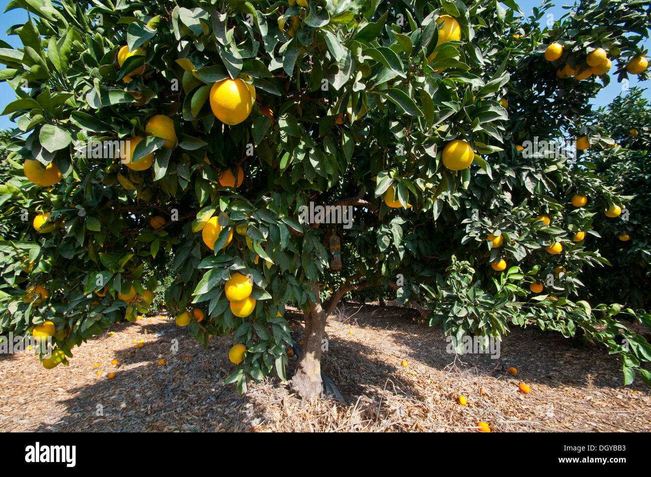 Orangenbaum, Israel Stockfoto