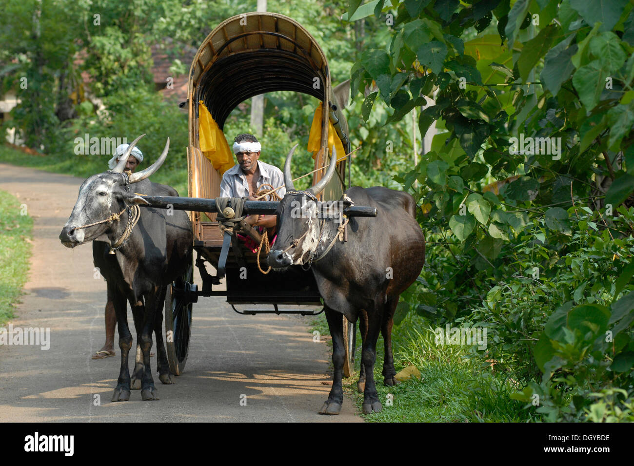 Bauer auf Vieh Karren, Kerala, Indien, Süd-Indien Stockfoto