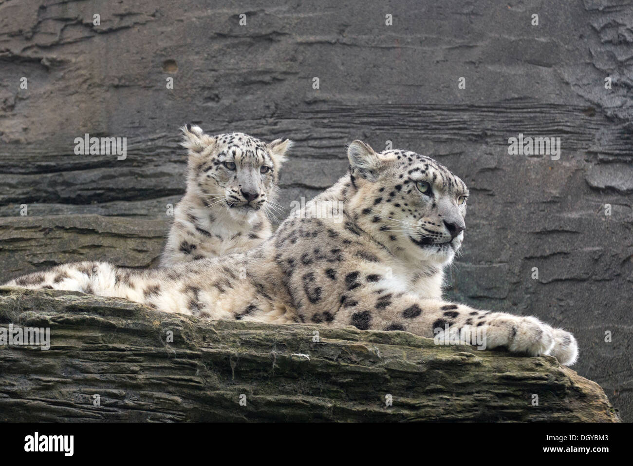 Snow Leopard mit ihr 5 Monate altes Jungtier Stockfoto