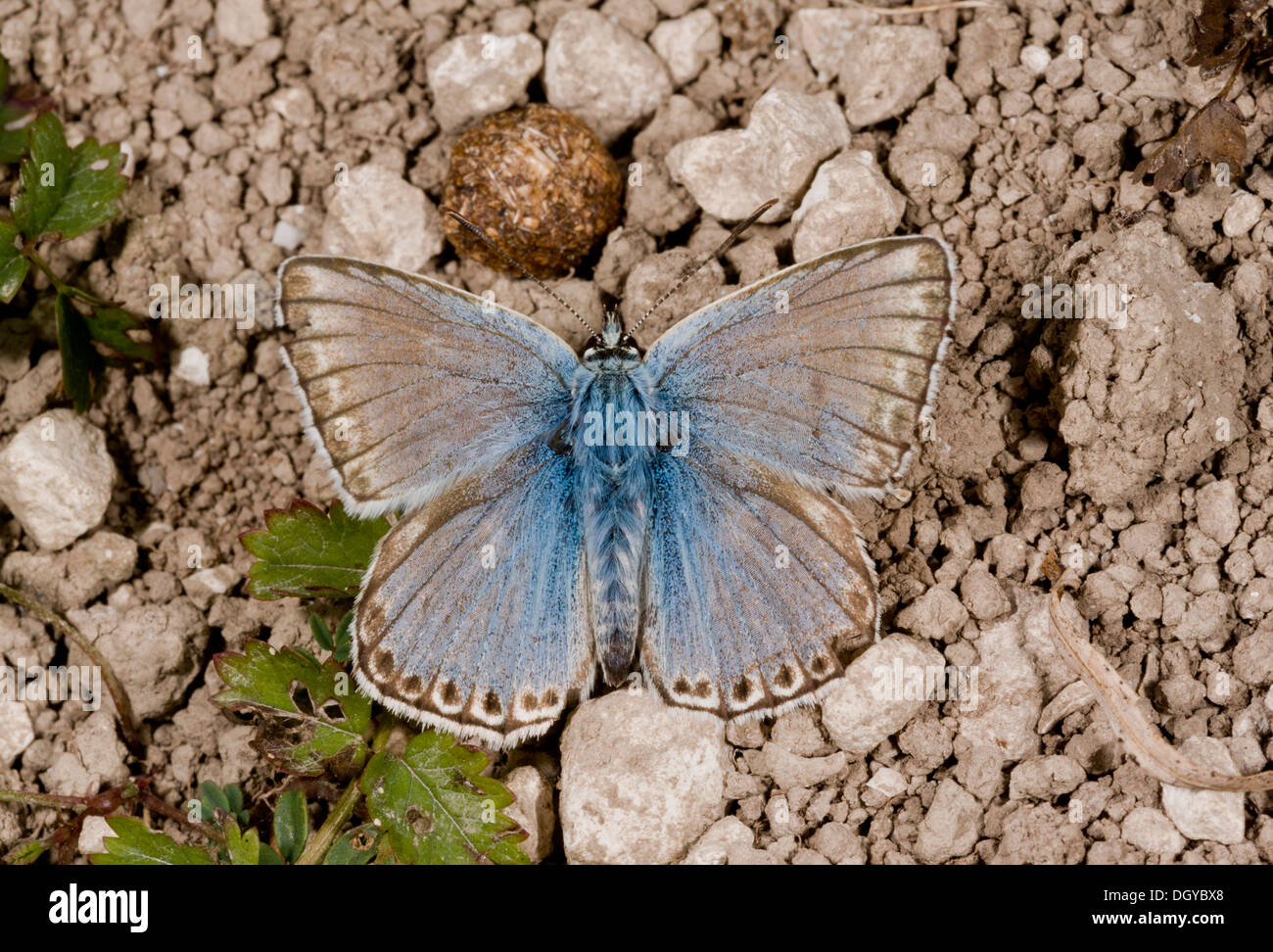 Männliche Kreide-Hill Blue Butterfly (Lysandra Coridon) sonnen sich auf Kreide Downland, Nahaufnahme, Hampshire, England, UK Stockfoto