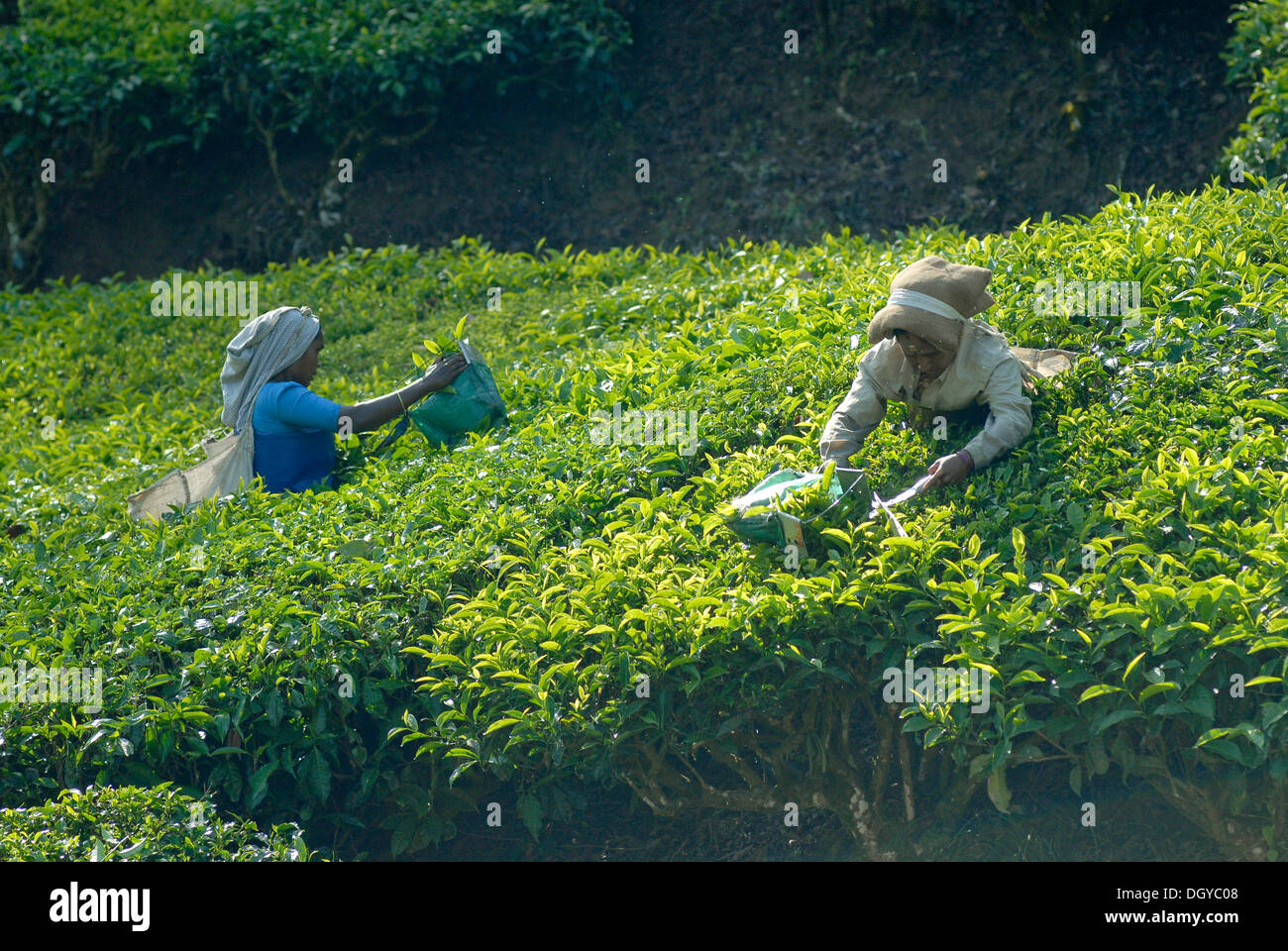 Teepflückerinnen, Tee-Plantage in Munnar, Kerala, Indien, Süd-Indien, Asien Stockfoto