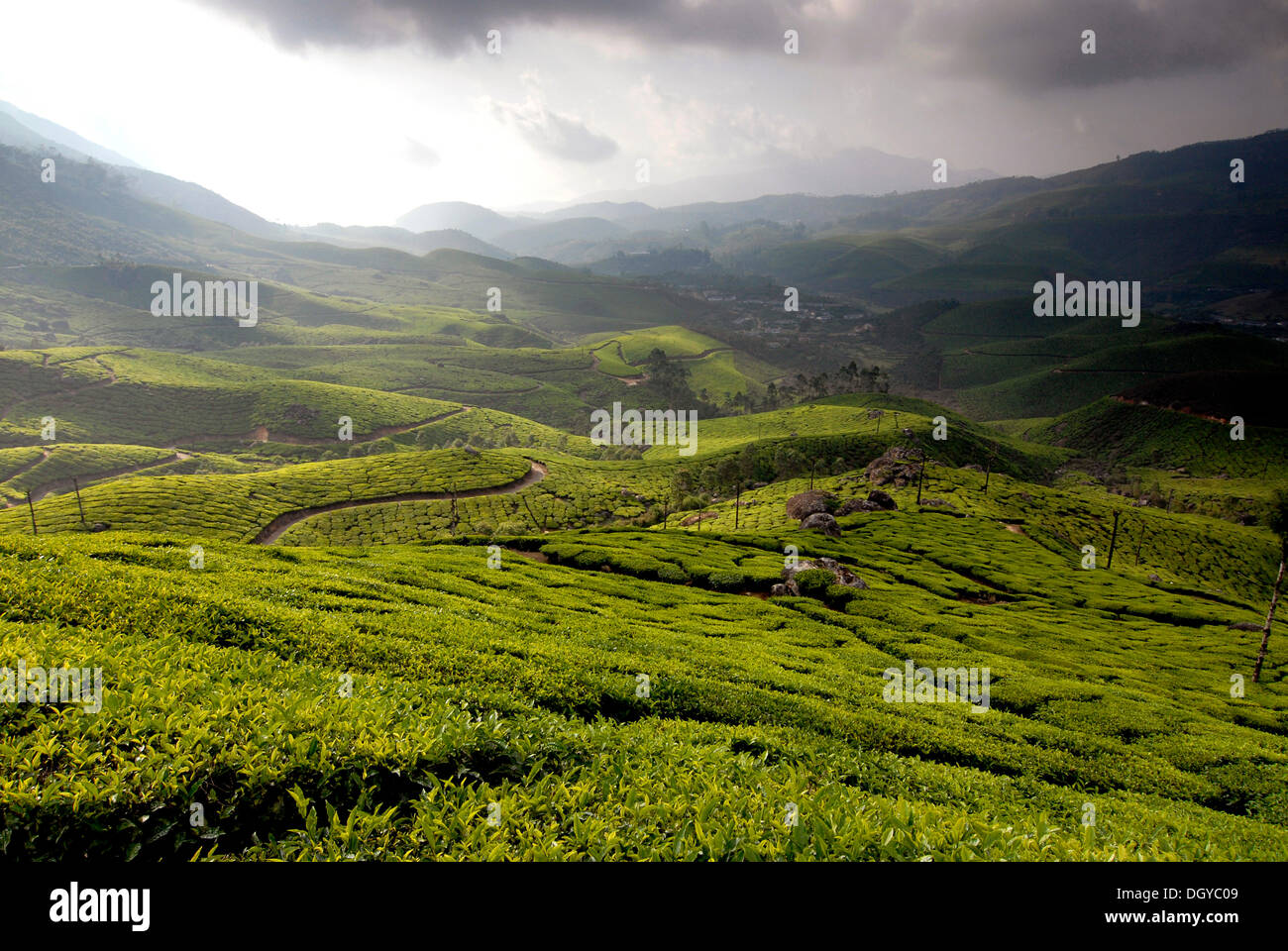 Tee-Plantagen in Munnar, Indien, Süd-Indien, Asien Stockfoto