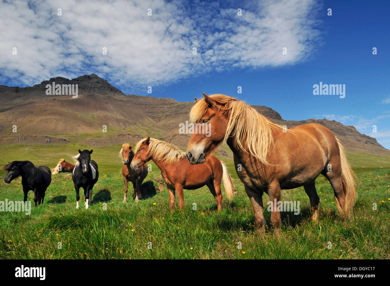 Pferde (Equus Ferus Caballus), Snæfells Halbinsel, Island, Europa Stockfoto