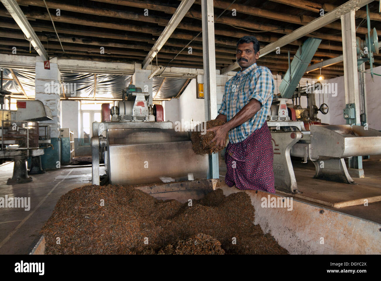 Arbeiter in einer Teefabrik in Ponmudi, Western Ghats, Kerala, Südindien, Indien, Asien Stockfoto