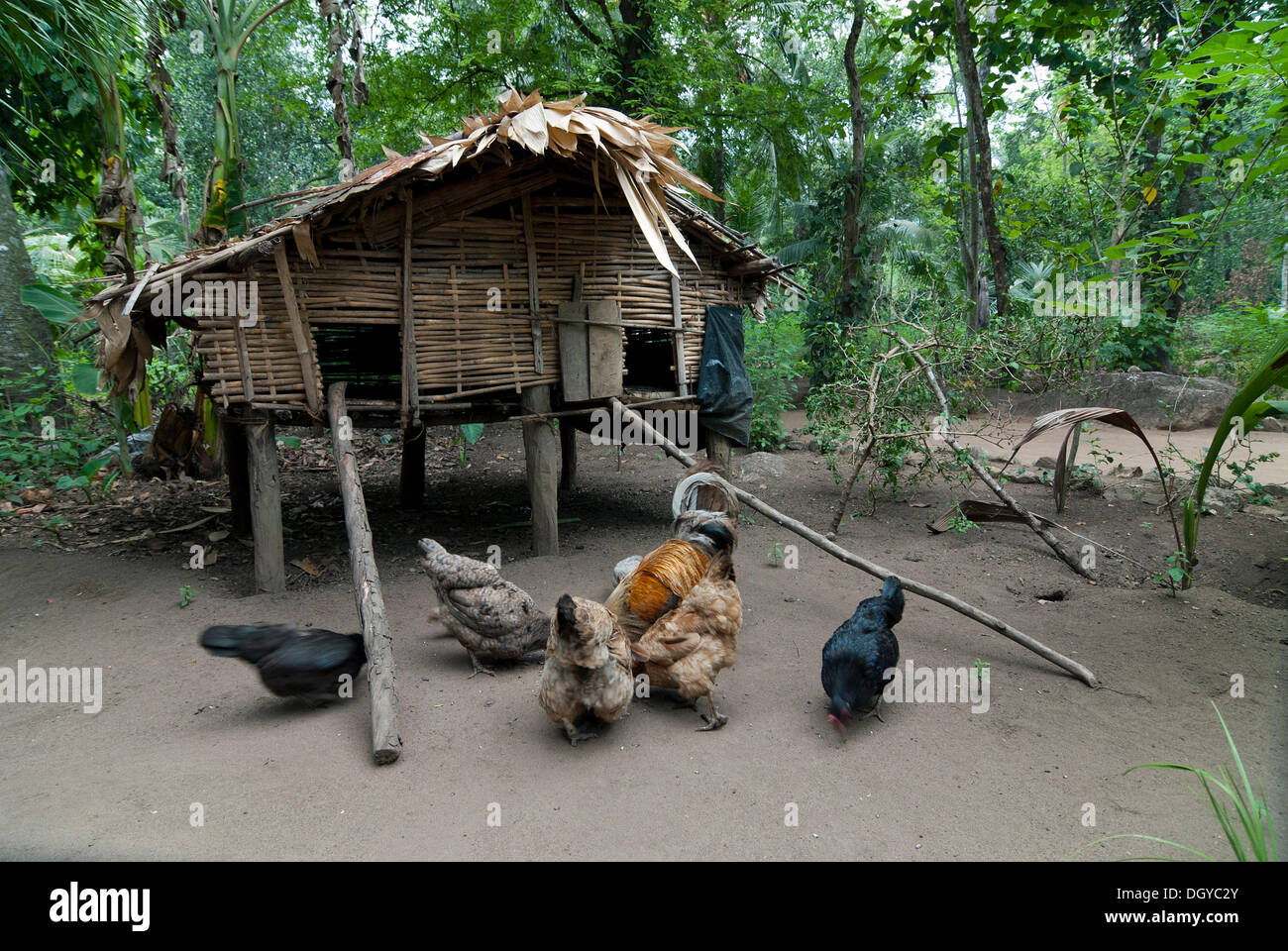 Kabine der Waldbewohner in Ponmudi, Western Ghats, Kerala, Südindien, Indien, Asien Stockfoto