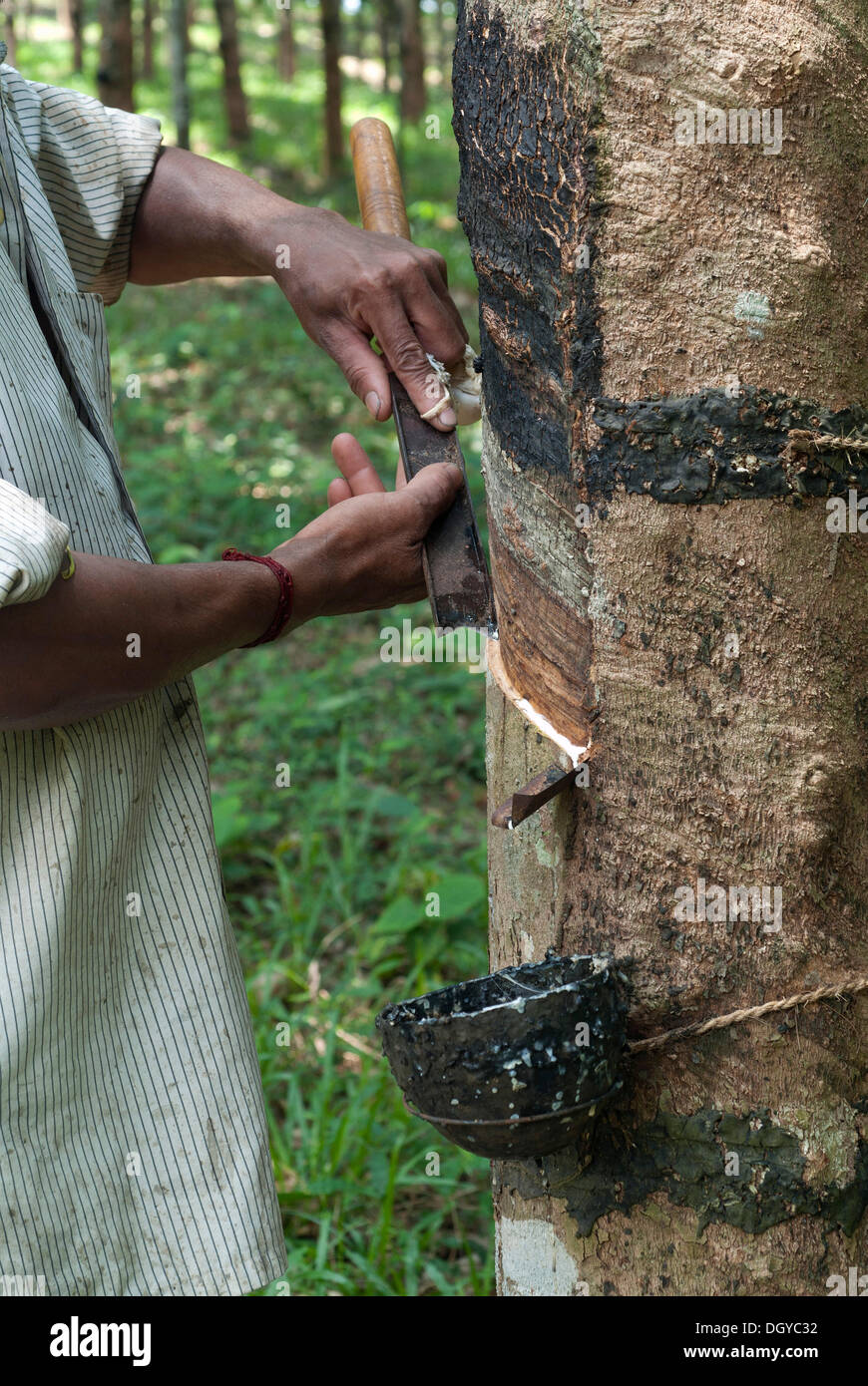Gummibaum (Hevea Brasiliensis), Kautschuk-Plantagen in Ponmudi, Western Ghats, Kerala, Südindien, Indien, Asien Stockfoto