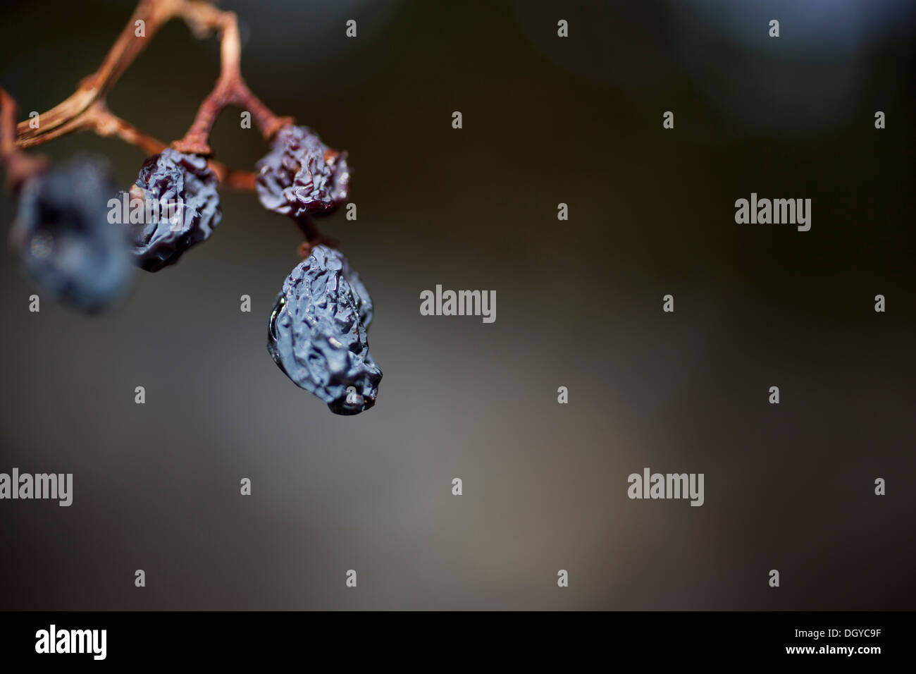 Stillleben mit Rosinen am Rebstock Stockfoto