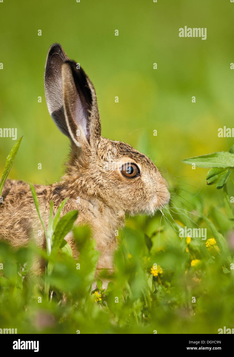 Braun Feldhase (Lepus Europaeus). Jugendkriminalität in Rasen Stockfoto