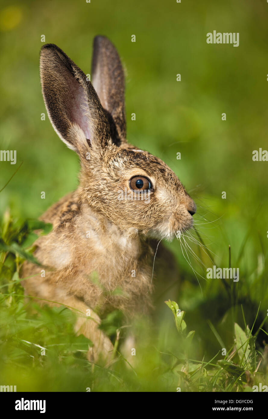 Braun Feldhase (Lepus Europaeus). Jugendkriminalität in Rasen Stockfoto