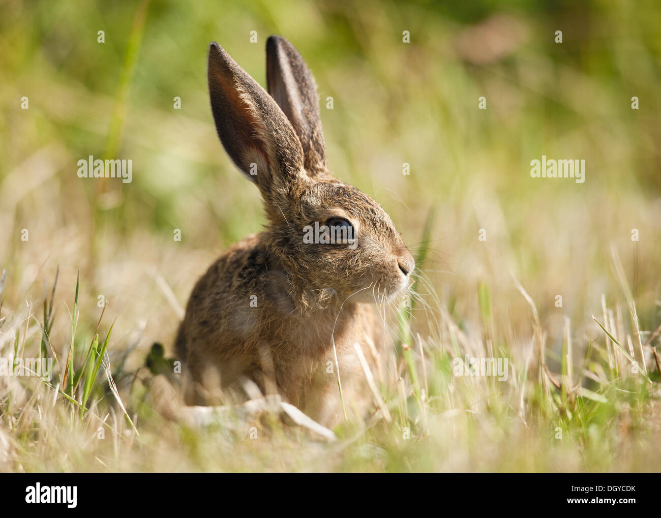Braun Feldhase (Lepus Europaeus). Jugendkriminalität in Rasen Stockfoto