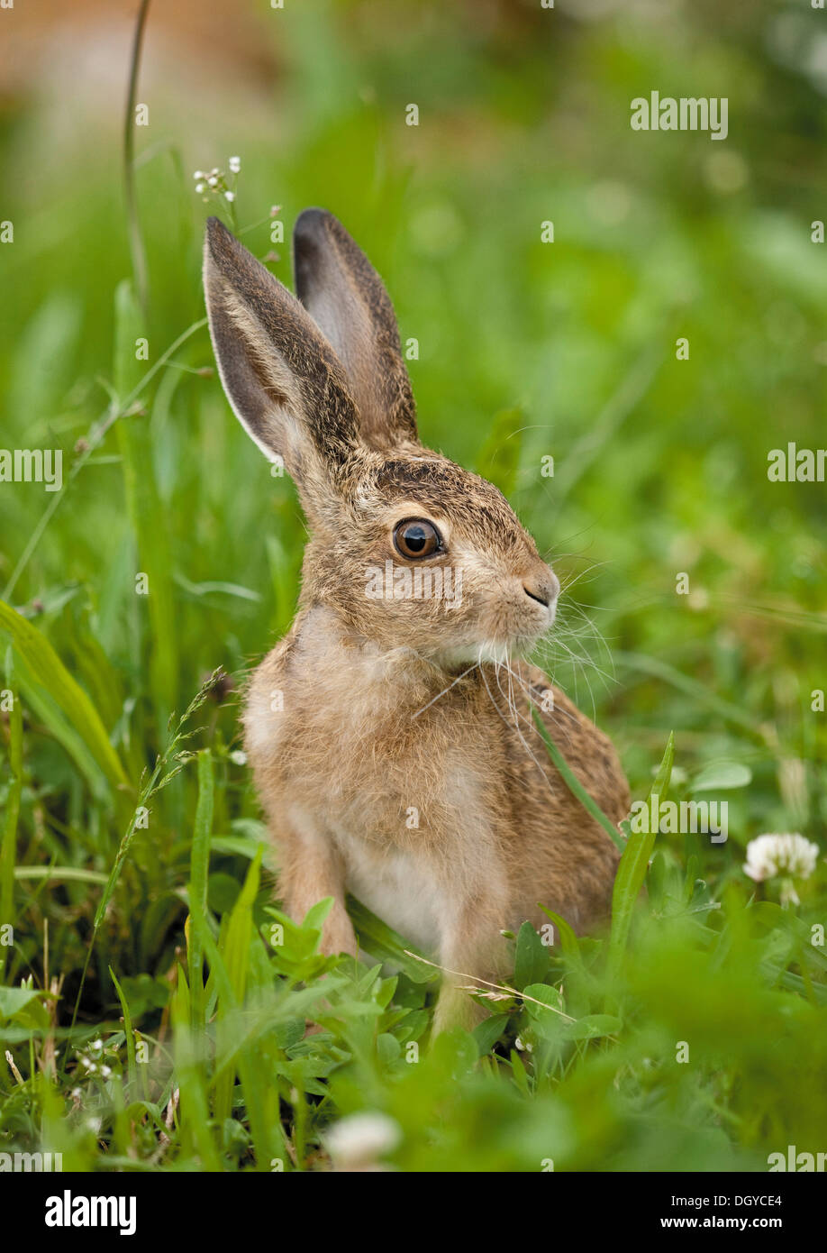 Braun Feldhase (Lepus Europaeus). Jugendkriminalität in Rasen Stockfoto
