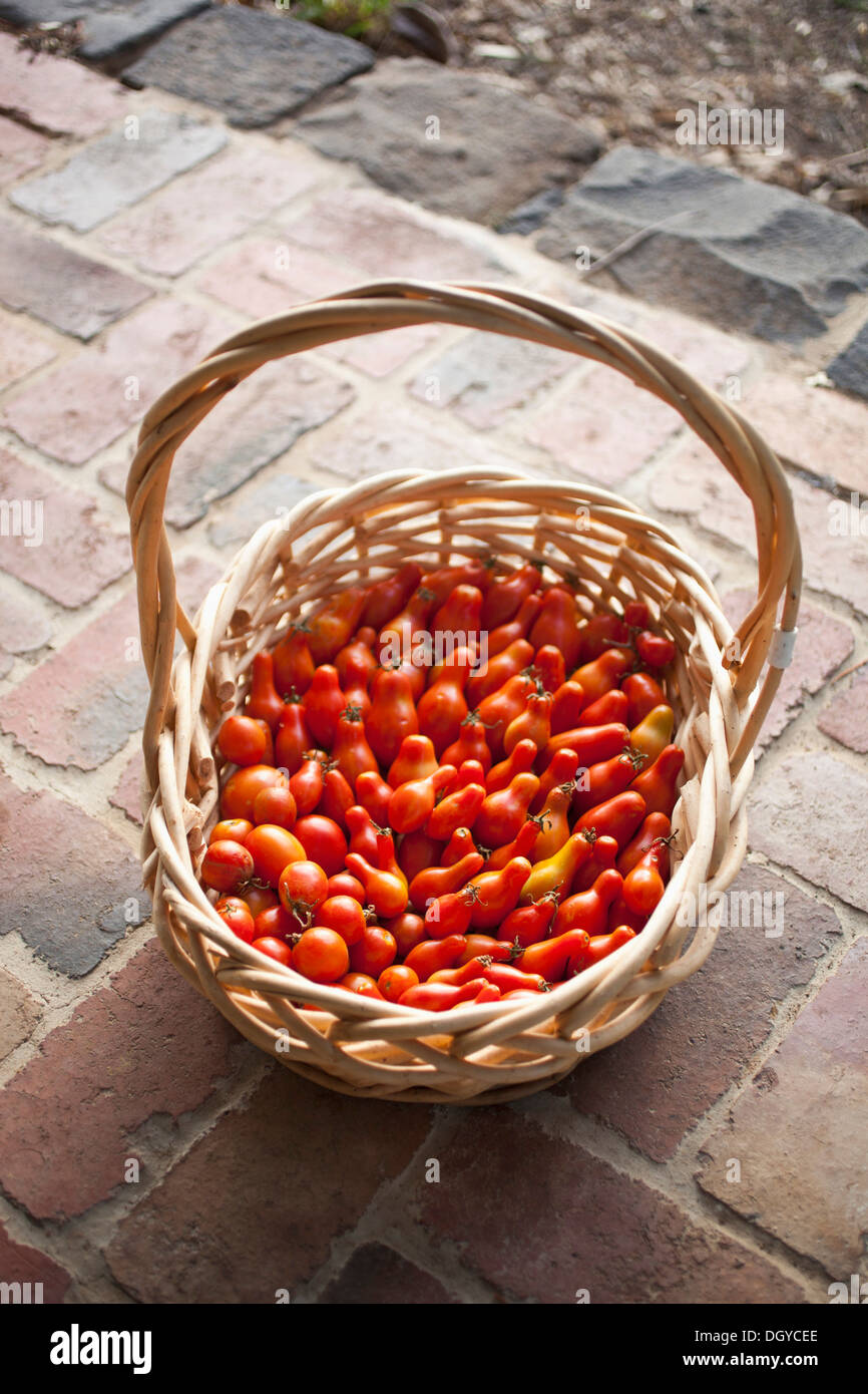 Wicker Korb mit frisch gepflückten Tomaten auf Veranda Stockfoto