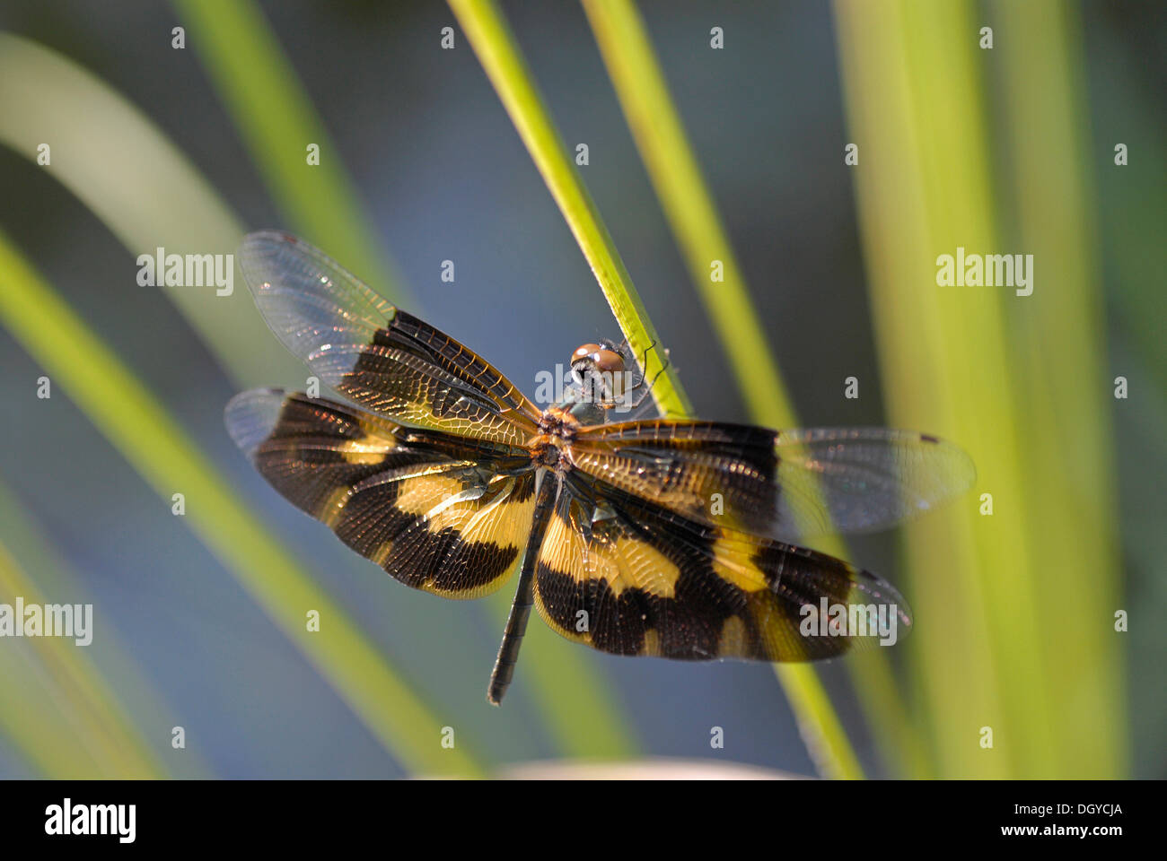 Libelle, Vembanad See, Kerala, Südindien, Indien, Asien Stockfoto