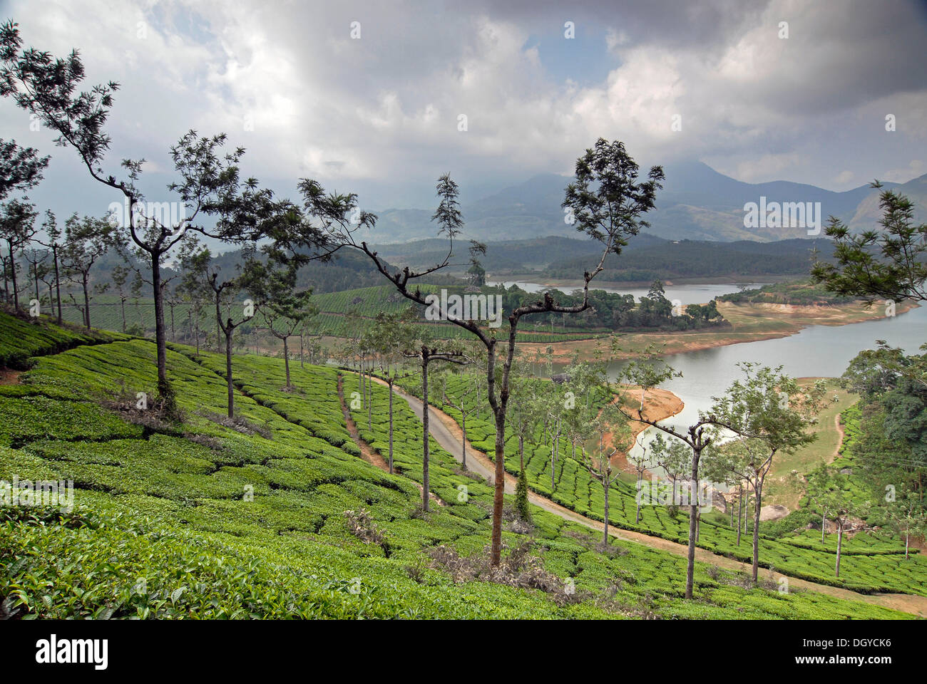 Tee-Plantage in der Nähe von Munnar, Western Ghats, Kerala, Südindien, Indien, Asien Stockfoto