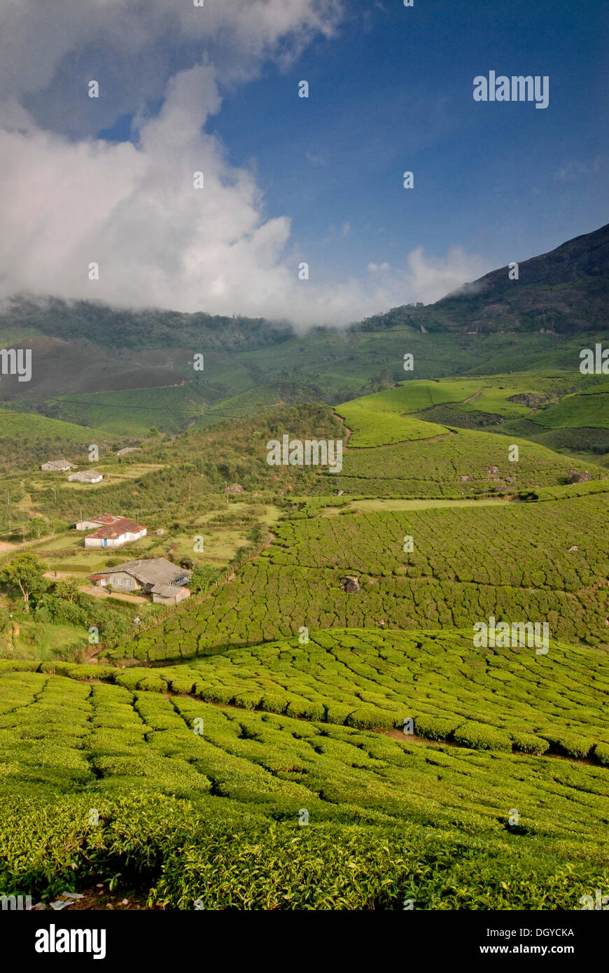 Teeplantagen, in der Nähe von Munnar, Western Ghats, Kerala, Südindien, Indien, Asien Stockfoto