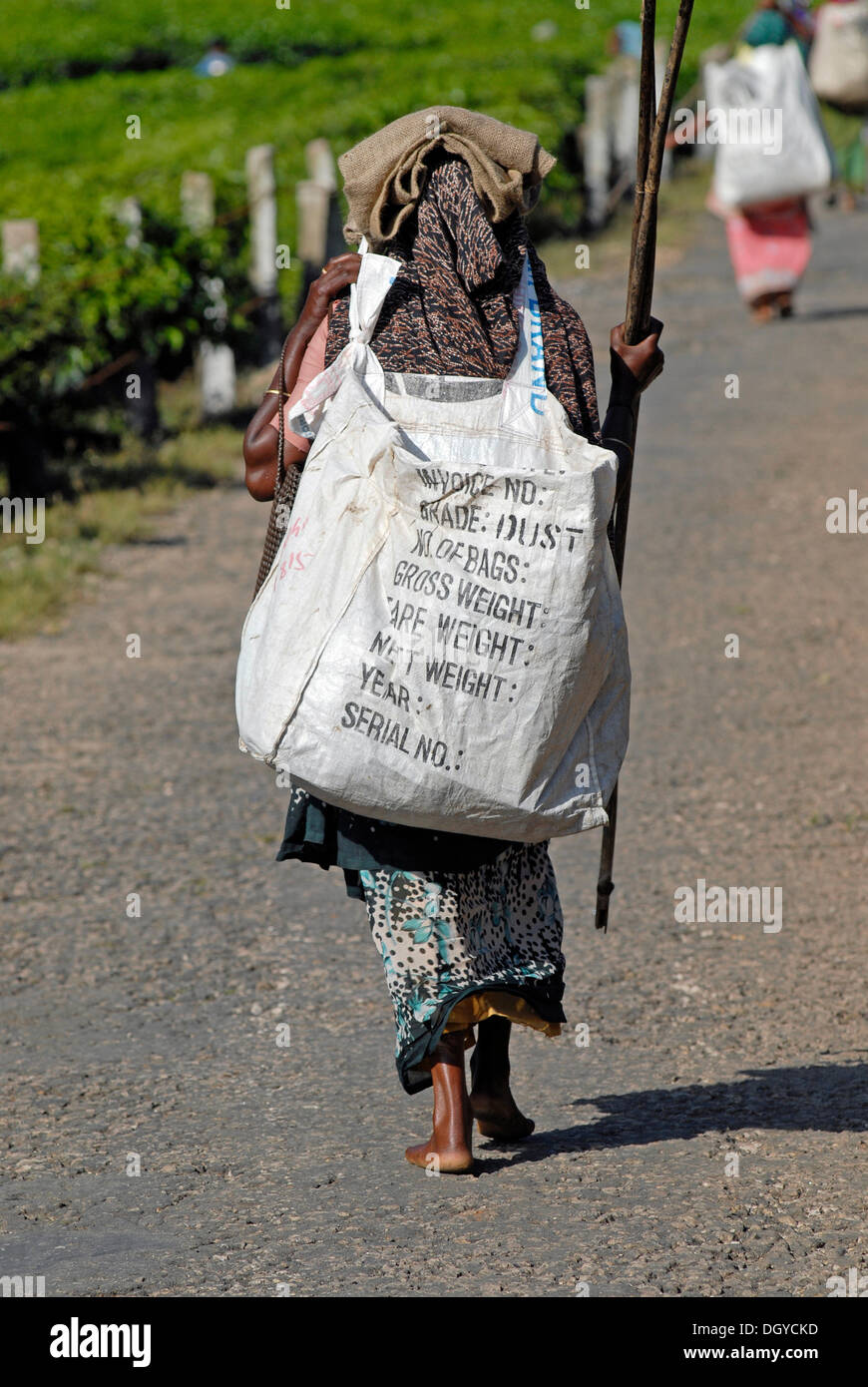 Teepflückerinnen auf dem Weg zur Arbeit, Tee-Plantage in der Nähe von Munnar, Kerala, Südindien, Indien, Asien Stockfoto