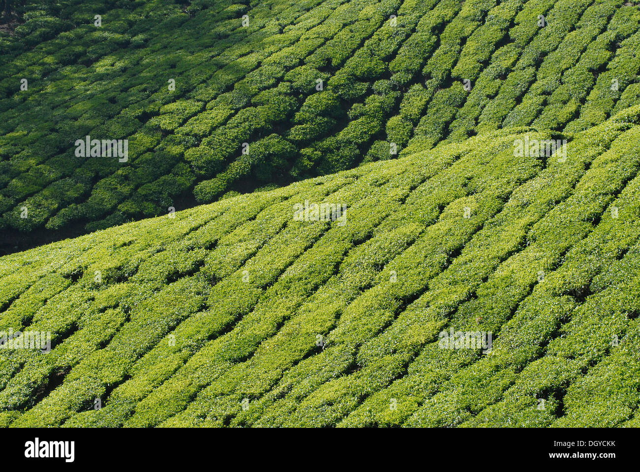 Tee-Plantage in der Nähe von Munnar, Kerala, Südindien, Indien, Asien Stockfoto