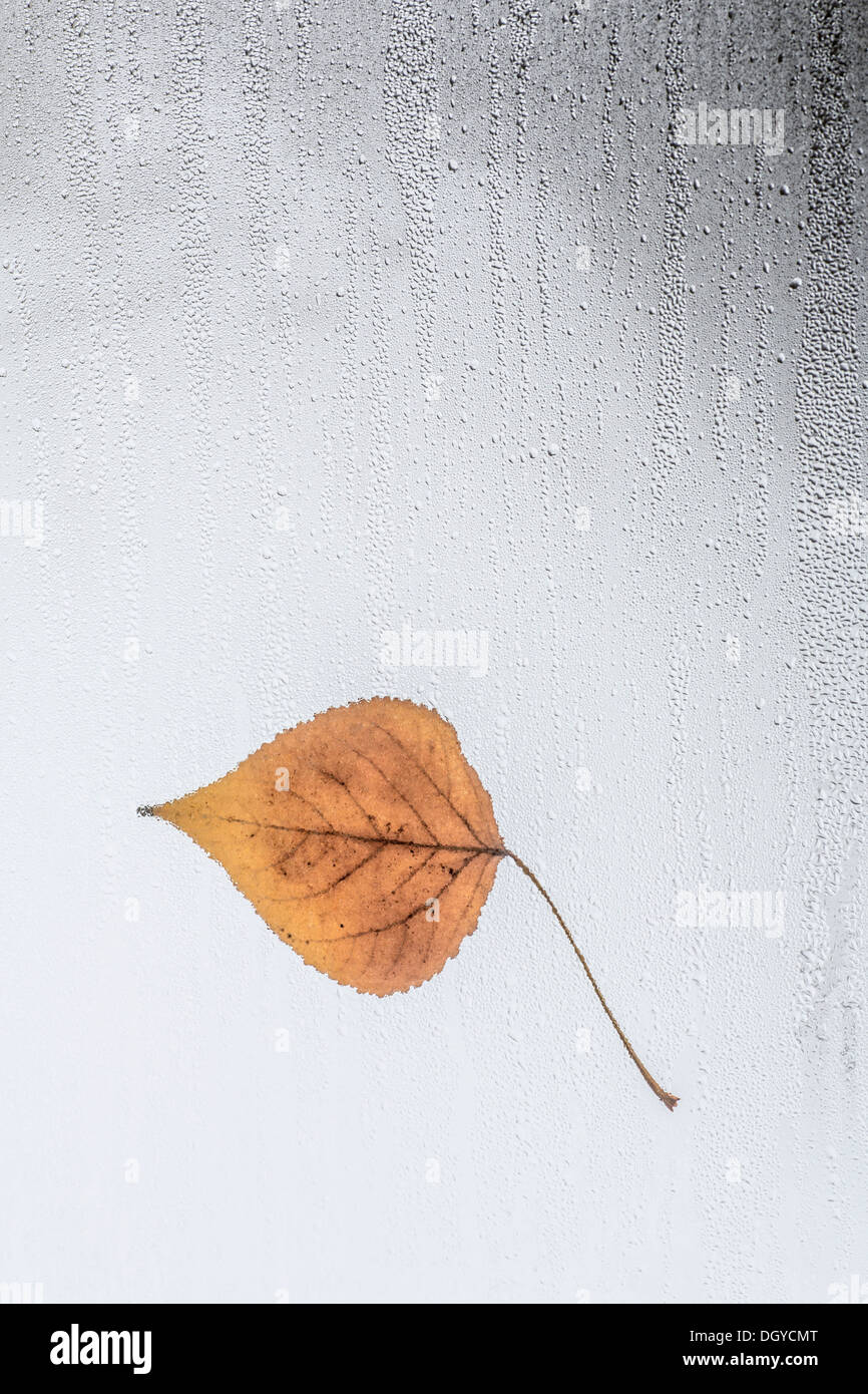 Blatt auf regen bedeckt Fenster stecken Stockfoto