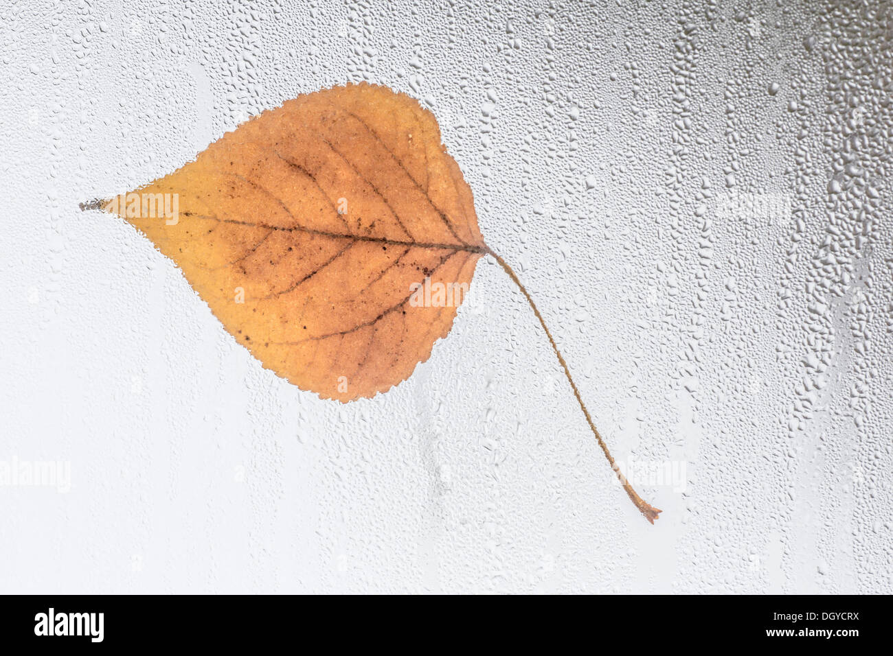 Blatt auf regen bedeckt Fenster stecken Stockfoto