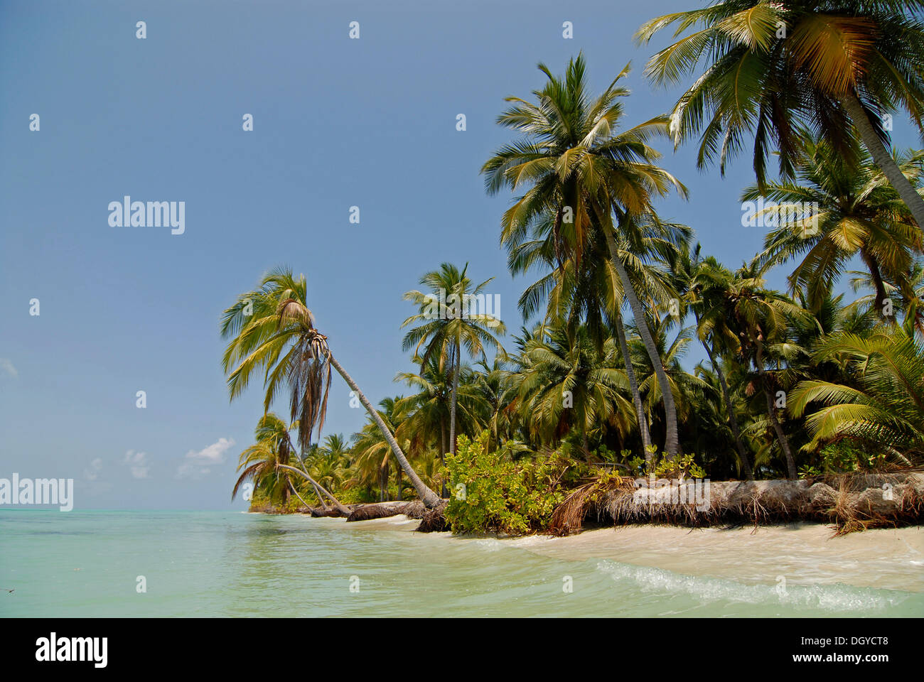 Palmen am Strand, Bangaram Island, Lakkadiven, Lakshadweep, Arabisches Meer, Süd-Indien, Asien Stockfoto