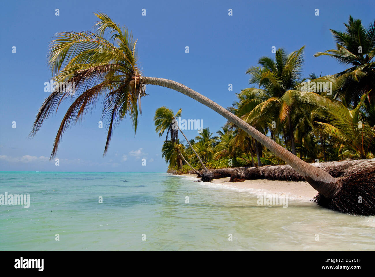 Palmen am Strand, Bangaram Island, Lakkadiven, Lakshadweep, Arabisches Meer, Süd-Indien, Asien Stockfoto