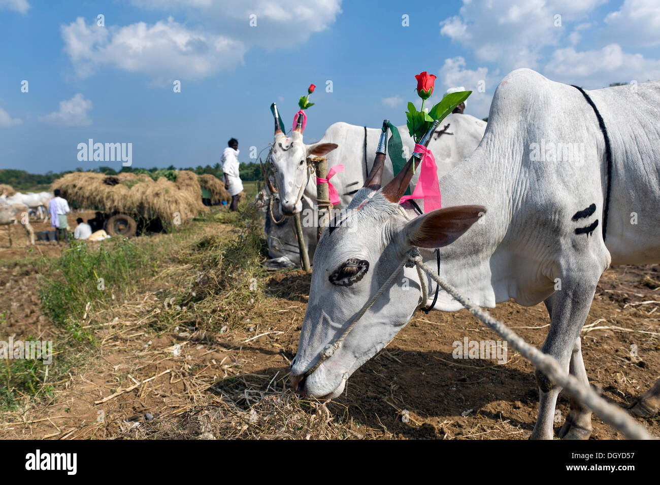 Geschmückten Rinder, Viehmarkt, Distrikt Mysore, Karnataka, Südindien, Indien, Asien Stockfoto