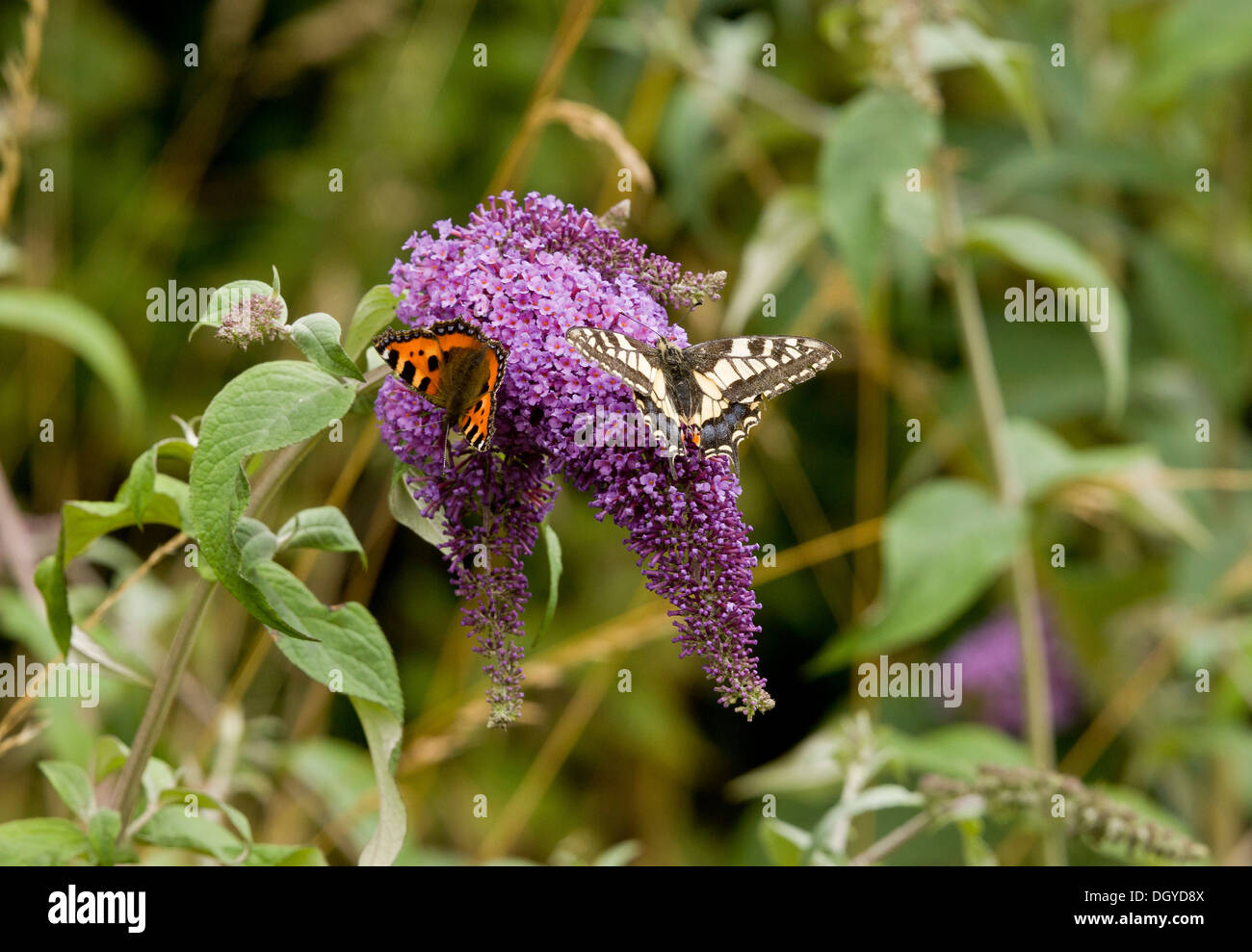 Gemeinsamen Schwalbenschwanz Schmetterling, Papilio Machaon Ssp Britannicus, Fütterung mit kleiner Fuchs auf Sommerflieder, Norfolk Stockfoto