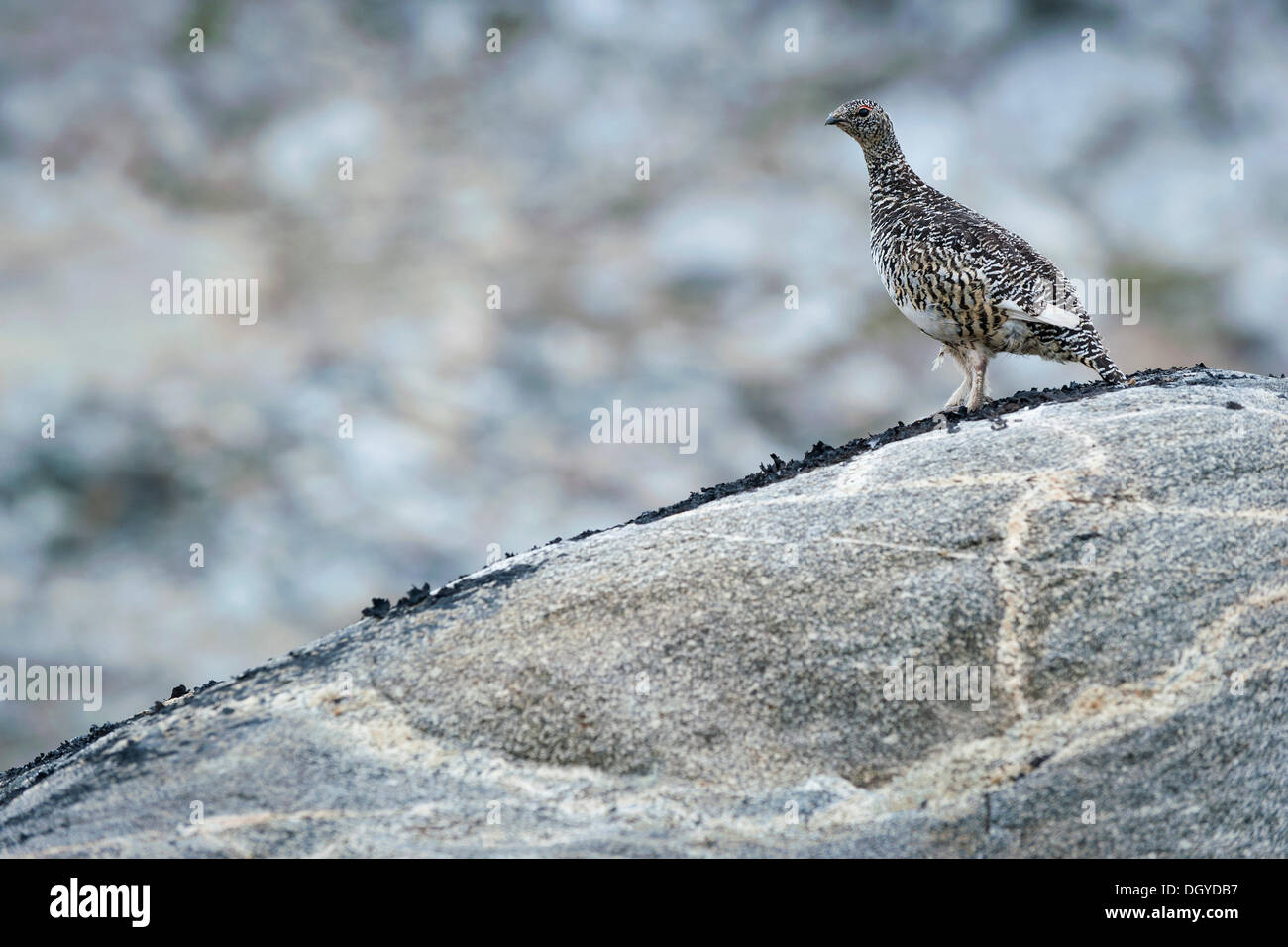 Rock, Alpenschneehuhn (Lagopus Muta), Johan Petersen Fjord, Ostgrönland Stockfoto