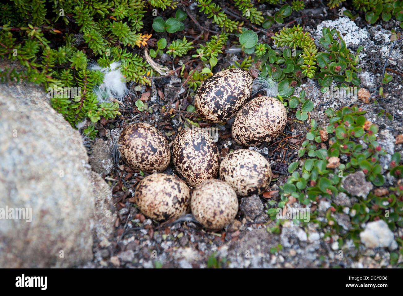 Nest und Eiern Alpenschneehuhn (Lagopus Lagopus), Johan Petersen Fjord, Ostgrönland Stockfoto