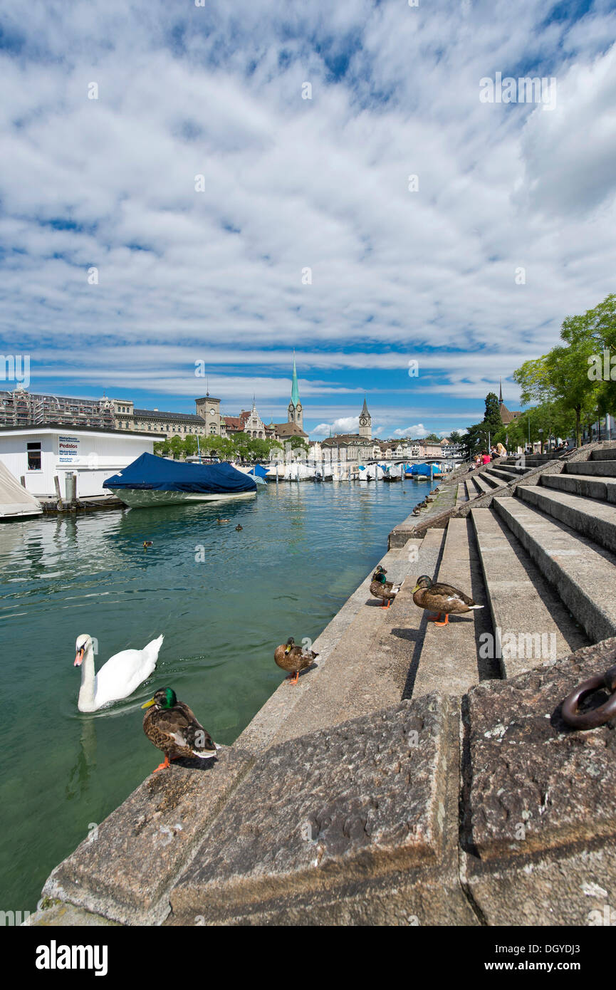 Treppen zum Fluss Limmat, historischen Stadtteil von Zürich Fraumünster Abtei und Str. Peters Kirche, Limmatquai Kai, Zürich Stockfoto