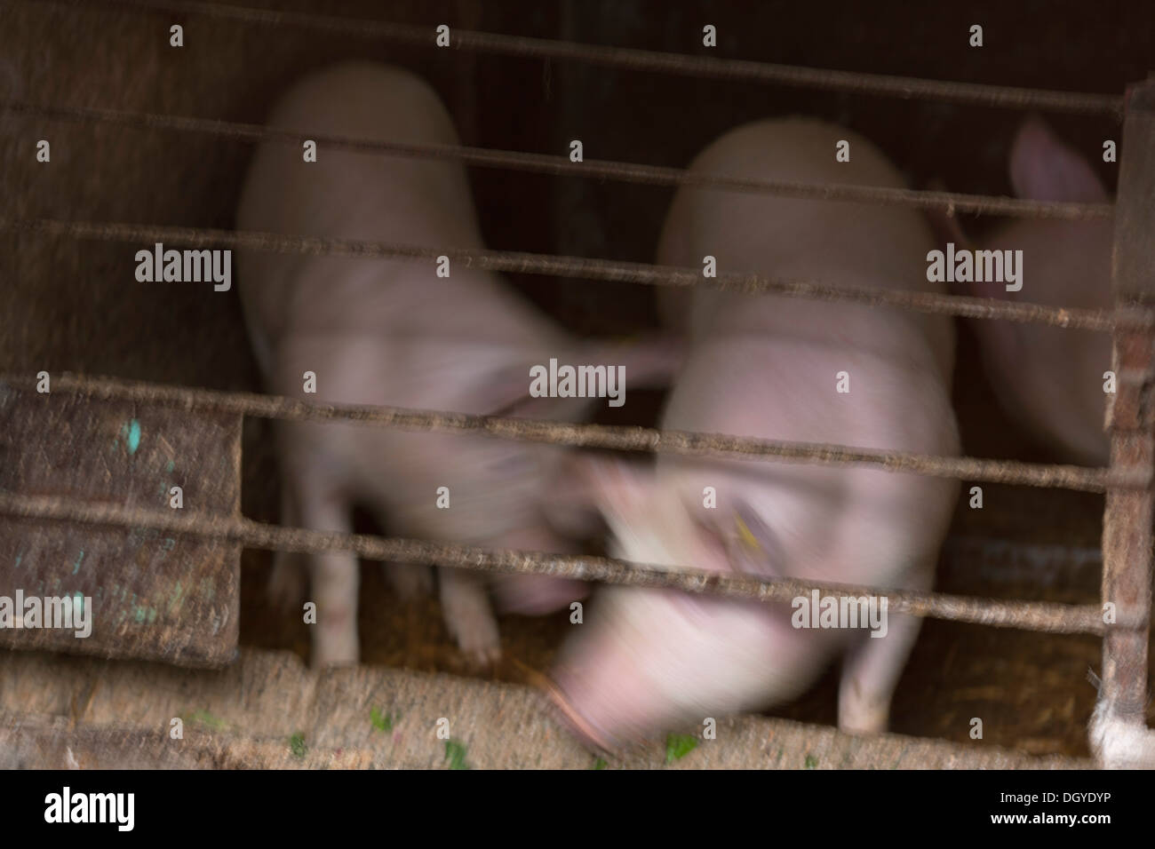 Zwei Schweine Herumspielen mit einander in einem Bauernhof stall Stockfoto