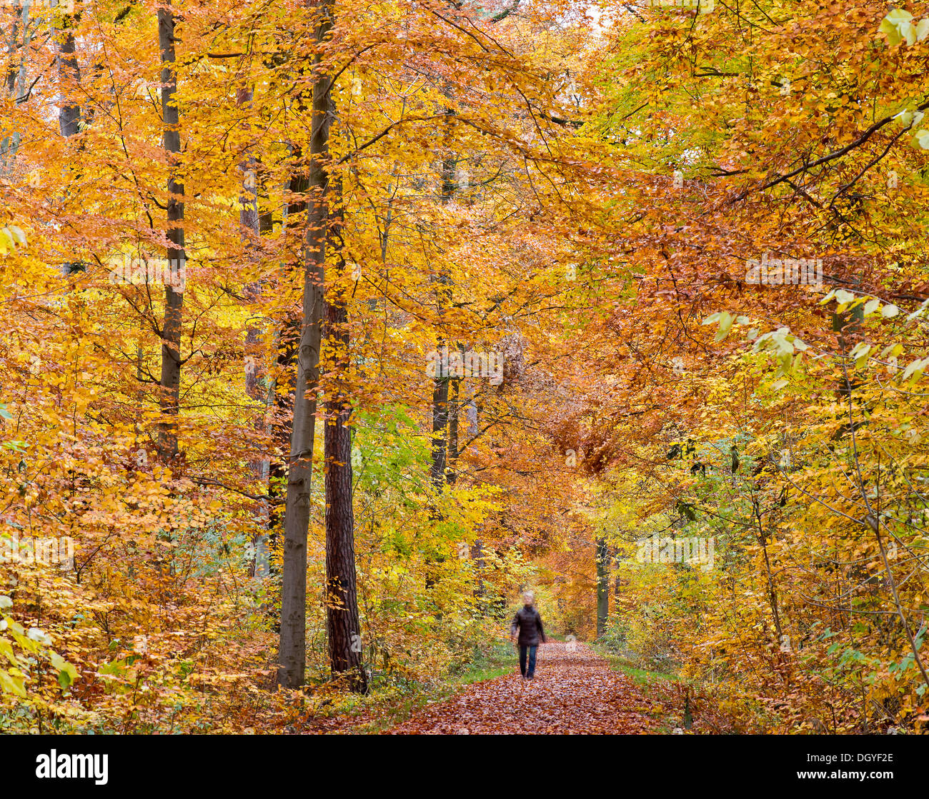 Person zu Fuß entlang einem Waldweg in einen herbstlichen Wald, Stuttgart, Baden-Württemberg, Deutschland Stockfoto