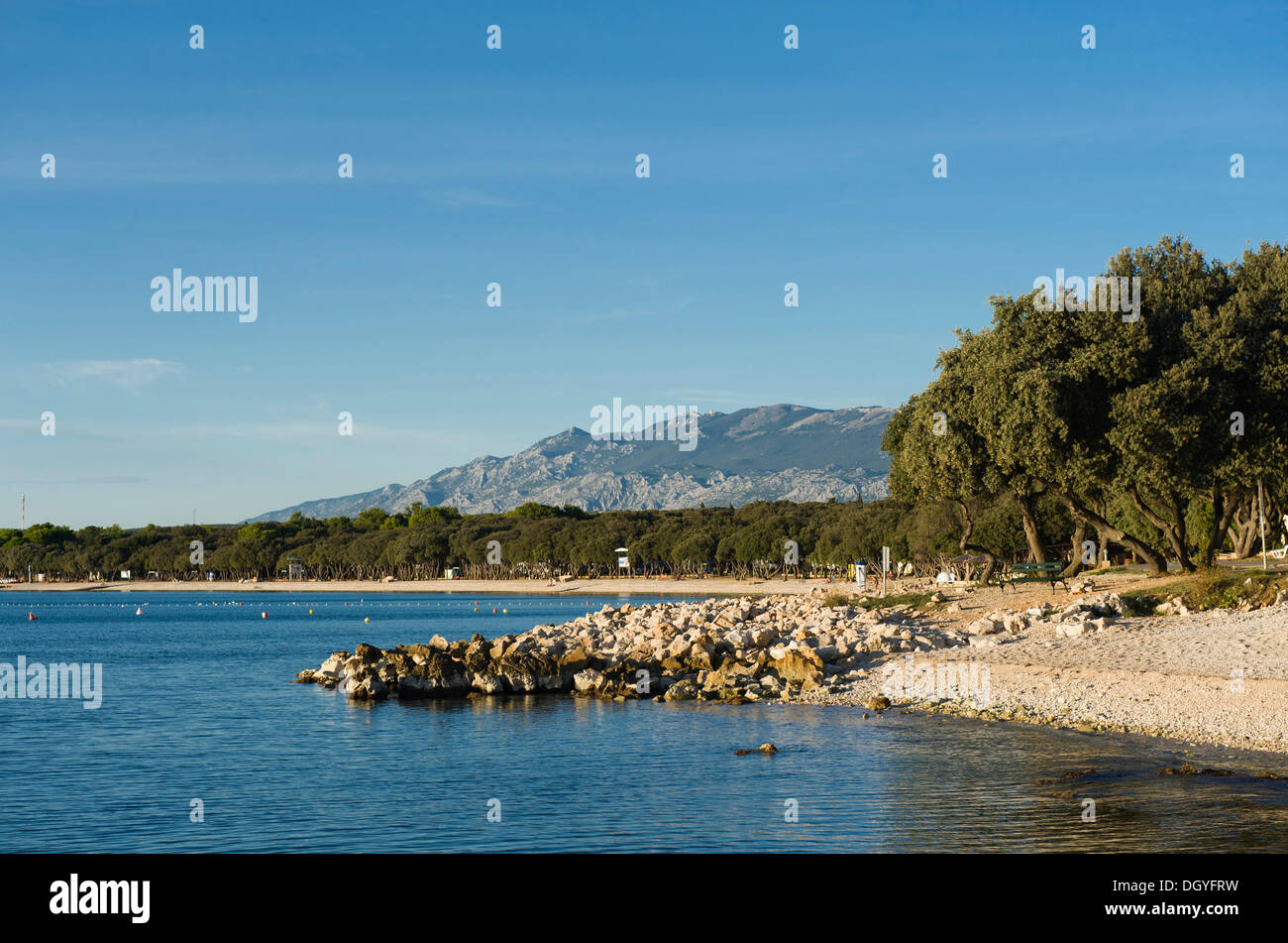 Dalmatinische Eichen (Quercus SP.) an einem Strand, Camping in Novalja, Insel Pag, Adriatisches Meer, Golf von Kvarner, Kroatien, Europa Stockfoto