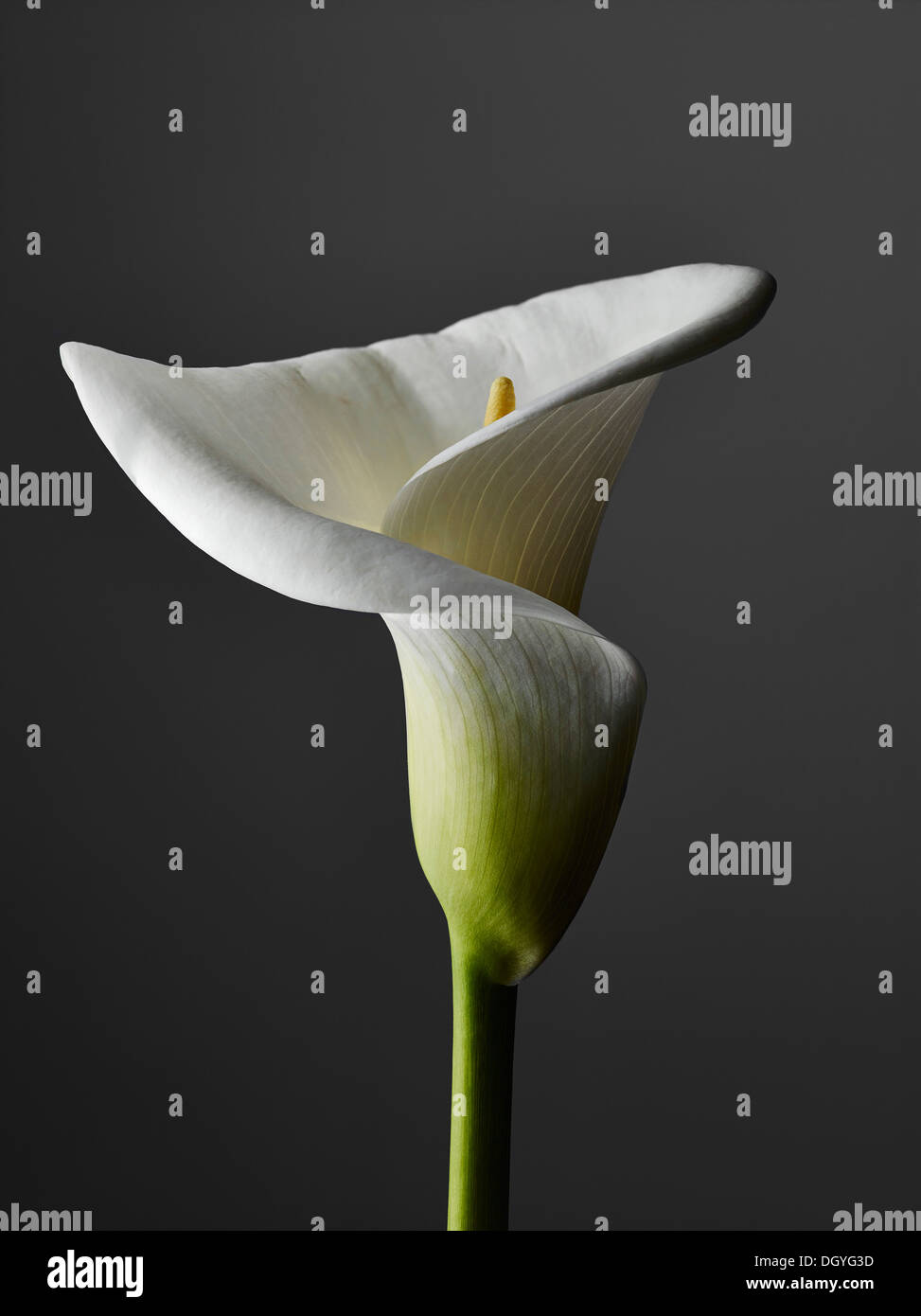 Eine elegante Calla Lily, Nahaufnahme, grauen Hintergrund Stockfoto