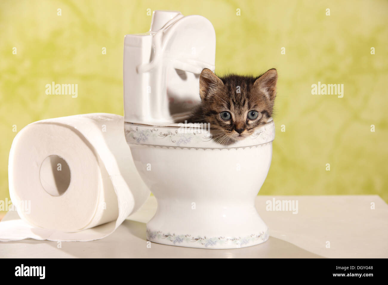 Hauskatze. Kätzchen in der Puppen-Toilette Stockfotografie - Alamy