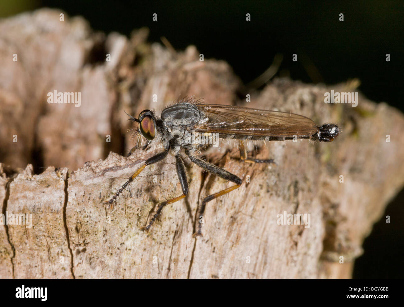 Gemeinsamen Ahle Räuber-Fly, Neoitamus cyanurus Stockfoto