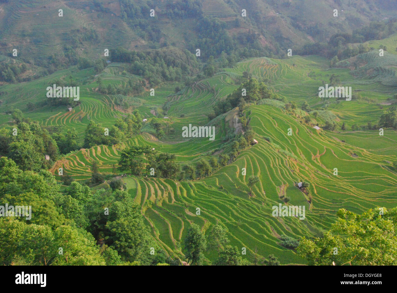 Die Reisterrassen von Yuanyang kurz nach Sonnenaufgang, Yunnan, Südwestchina, Asien Stockfoto