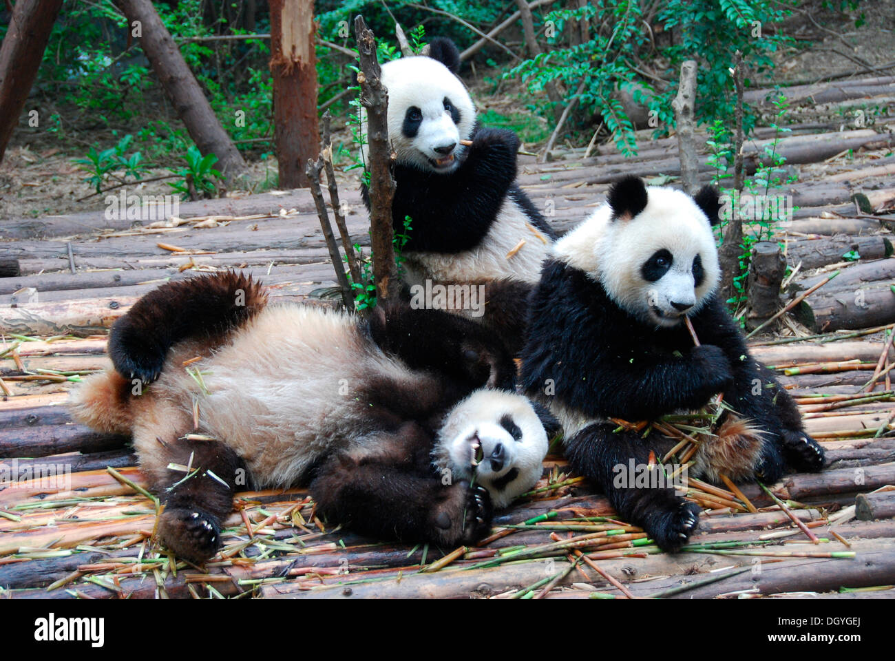 Große Pandas (Ailuropoda Melanoleuca) beim Frühstück, riesige Pandas Zucht Forschungsbasis, Chengdu, China, Asien Stockfoto