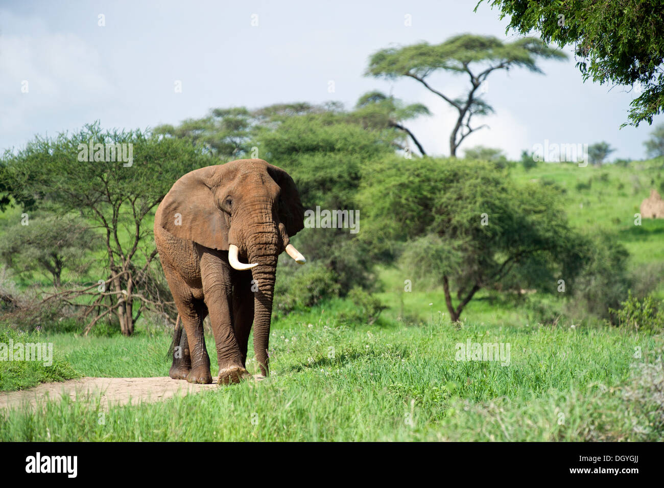 Afrikanische Elefanten Elefant (Loxodonta Africana) im Tarangire Nationalpark, Tansania Stockfoto