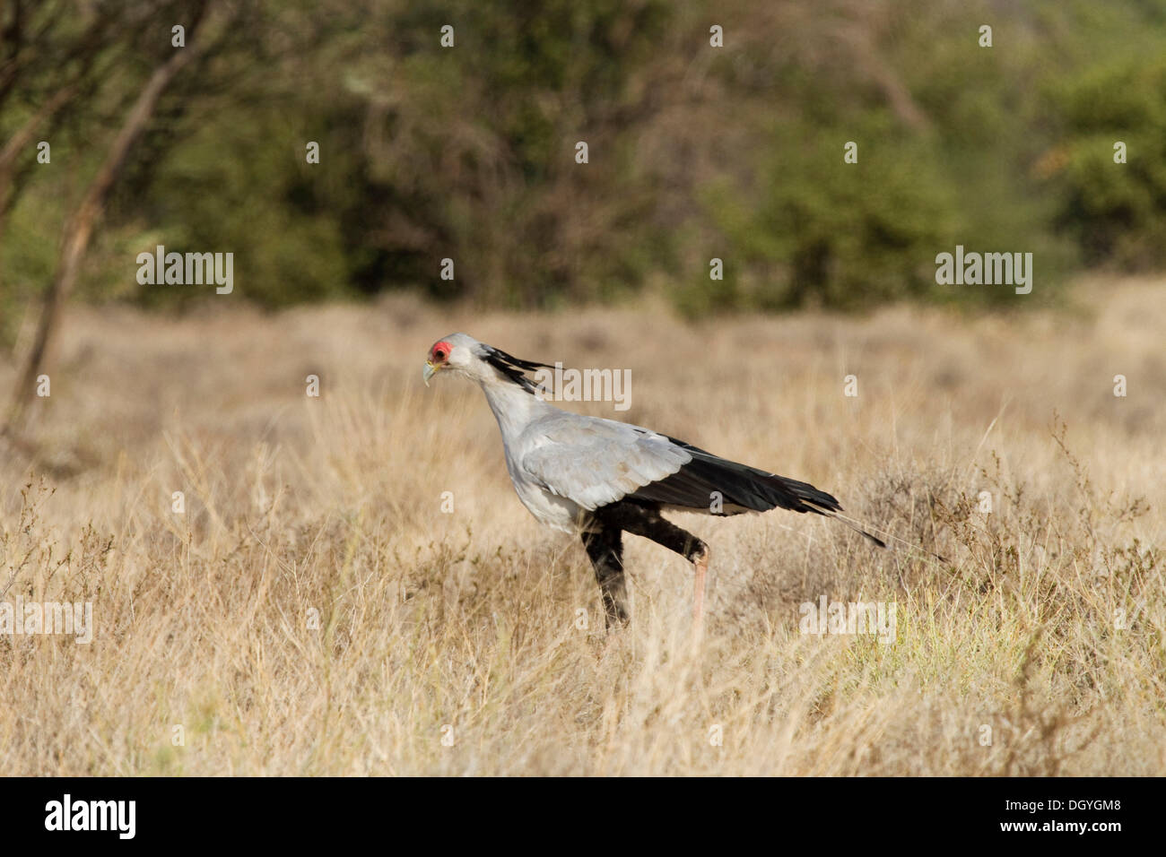 Sekretärin-Vogel (Sagittarius Serpentarius), in der Nähe von Omorate, unteren Omo-Tal, Süd-Äthiopien, Afrika Stockfoto