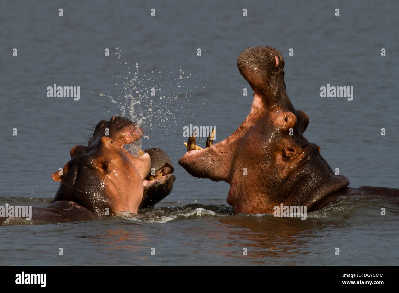 Flusspferd (Hippopotamus Amphibius), zwei Kämpfe, Murchison Falls National Park, Nord-Uganda, Afrika Stockfoto